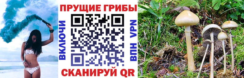 мега ТОР  Почеп  Псилоцибиновые грибы GOLDEN TEACHER 